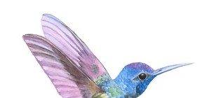 Voyage et écologie… contradictions d’un colibri